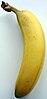 A Cavendish banana