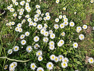 daisies