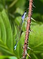 Immature female blue tailed damselfly (Ischnura elegans)