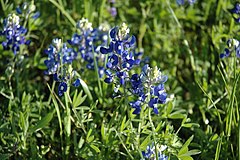 Lupinus texensis