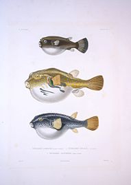 Arothron immaculatus, Arothron stellatus & Takifugu pardalis