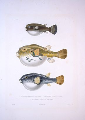 Description de l'image Bonite-poissons-pl10.jpg.