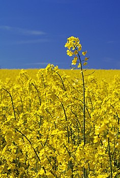 Colza (Brassica napus) en fleur. (définition réelle 1 536 × 2 262)