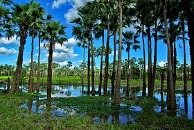 Copernicia prunifera