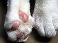 cat's paws