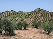 Rangées d'oliviers dans un paysage de collines.