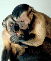 Deux singes noirs et beiges dont l'un tient un aliment et l'autre regarde