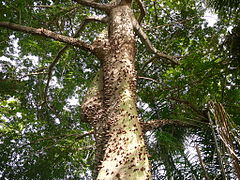 Ceiba pentandra