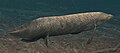 Ceratodus, a lungfish.