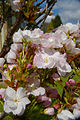 티베트벚나무 벚꽃