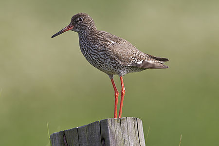 Common redshank, by Andreas Trepte