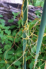 Cuscuta gronovii s'enroulant autour d'une tige.