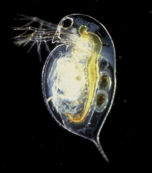 물벼룩 (Daphnia pulex)