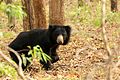 Sloth bear. The forests are also home to several species of large (and dangerous) mammals.