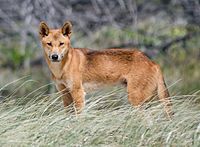 Dingo, um cão feral típico da savana australiana