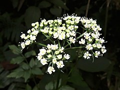 小花序の下の小総苞片は約10個あって細く、微細な毛が生える。花は白色の小型の5弁花となる。