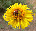 Encelia virginensis