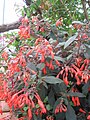 Fuchsia triphylla en fleur