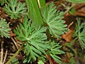 Leaves of Geranium columbinum