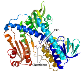 Image illustrative de l’article Glutathion réductase