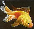 Goldfish