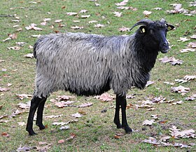 Jaglu de la Lande de Lunebourg.