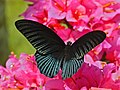 Great Mormon (Papilio memnon)