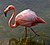 A Flamingo.