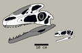 Guanlong wucaii skull restorations