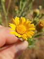 Closeup of flower