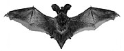 Black bat