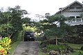 Royal Poinciana trees