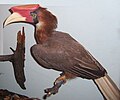 Hornbill