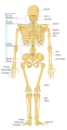 Back view of female Human skeleton (nom)