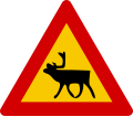 Watch for (large) animals reindeer