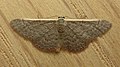 Idaea inversata