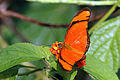 D. i. iulia male, Trinidad