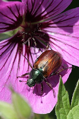 Tarhaturilas (Phyllopertha horticola)