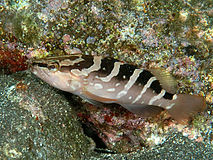 Epinephelus bruneus