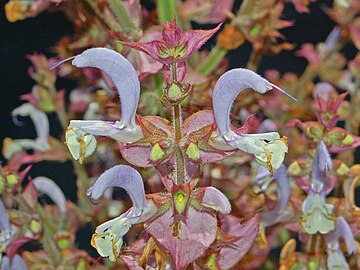 Salvia sclarea