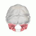 Occipital bone. Lateral parts shown in red.