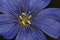 A lavender flower