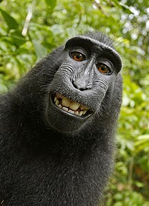 Monkey selfie, by a Celebes crested macaque