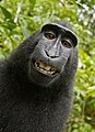 Image 17One of two monkey selfies taken by Celebes crested macaques using equipment belonging to the British nature photographer David Slater. In mid-2014, the images' hosting on Wikimedia Commons was at the centre of a dispute over whether copyright could be held on artworks made by non-human animals. Slater argued that, as he had "engineered" the shot, he held copyright, while Wikimedia considered the photographs public domain on the grounds that they were made by an animal rather than a person. In December 2014, the United States Copyright Office stated that works by a non-human are not subject to US copyright, a view reaffirmed by a US federal judge in 2016.