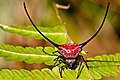 Gasteracantha arcuata (macracantha arcuata)