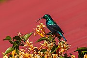 glossy green sunbird with black underparts and wings