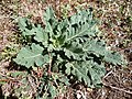 Rosette d'une plante sauvage