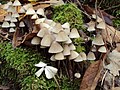 Weißmilchender HelmlingMycena galopus