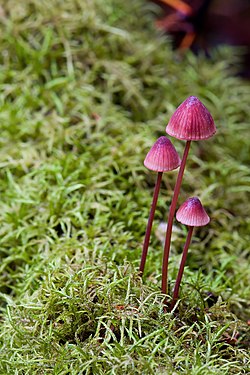 Mycena sp. mushrooms