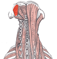 Deep muscles of the back (obliquus capitis superior labeled at upper left)